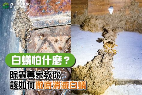 家裡有白蟻該如何處理|白蟻防治怎麼做？3分鐘教你懂白蟻習性、白蟻防治妙招